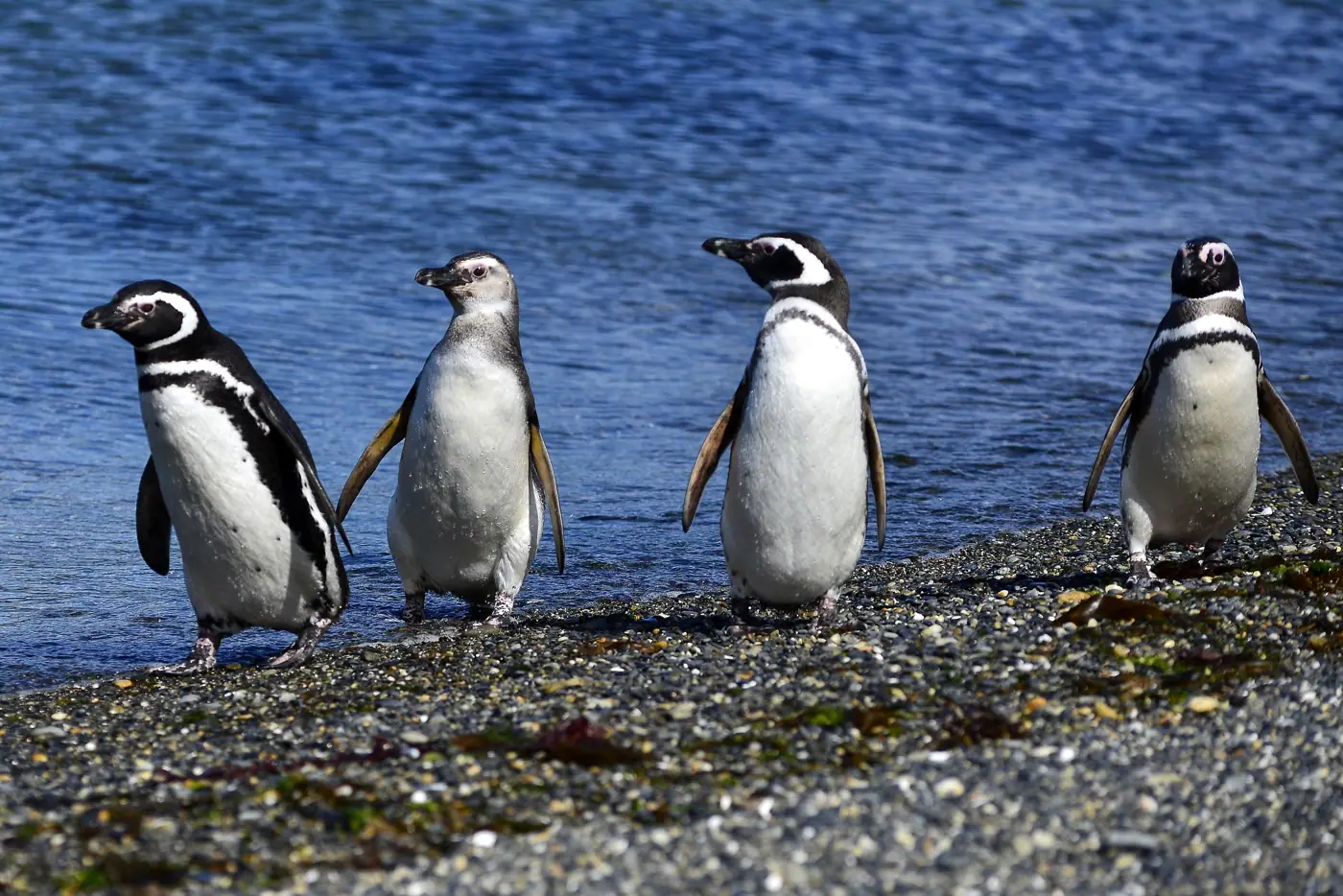 Isla Martillo: entre pingüinos