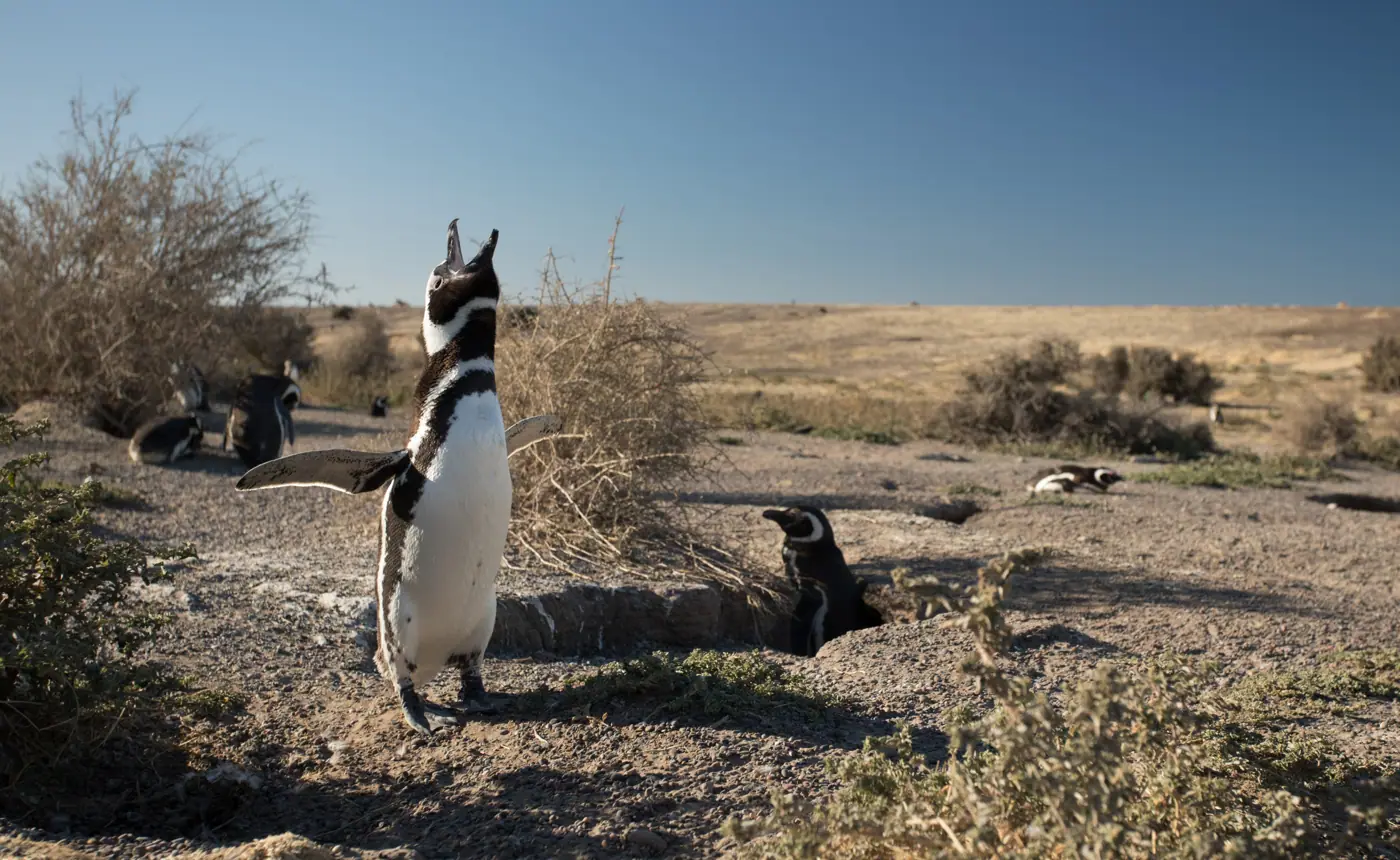 Punta Tombo, la gran pingüinera