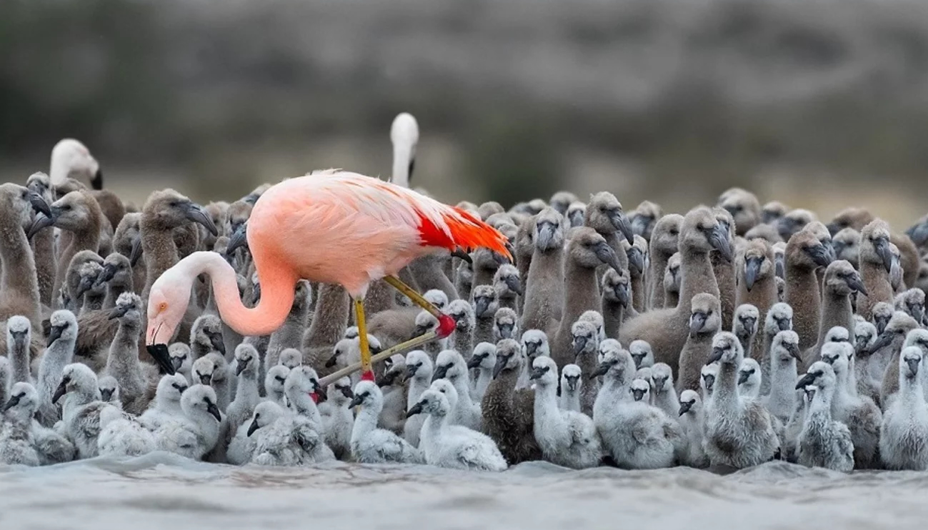 Miles de flamencos se alimentan y reproducen en los humedales de Chubut
