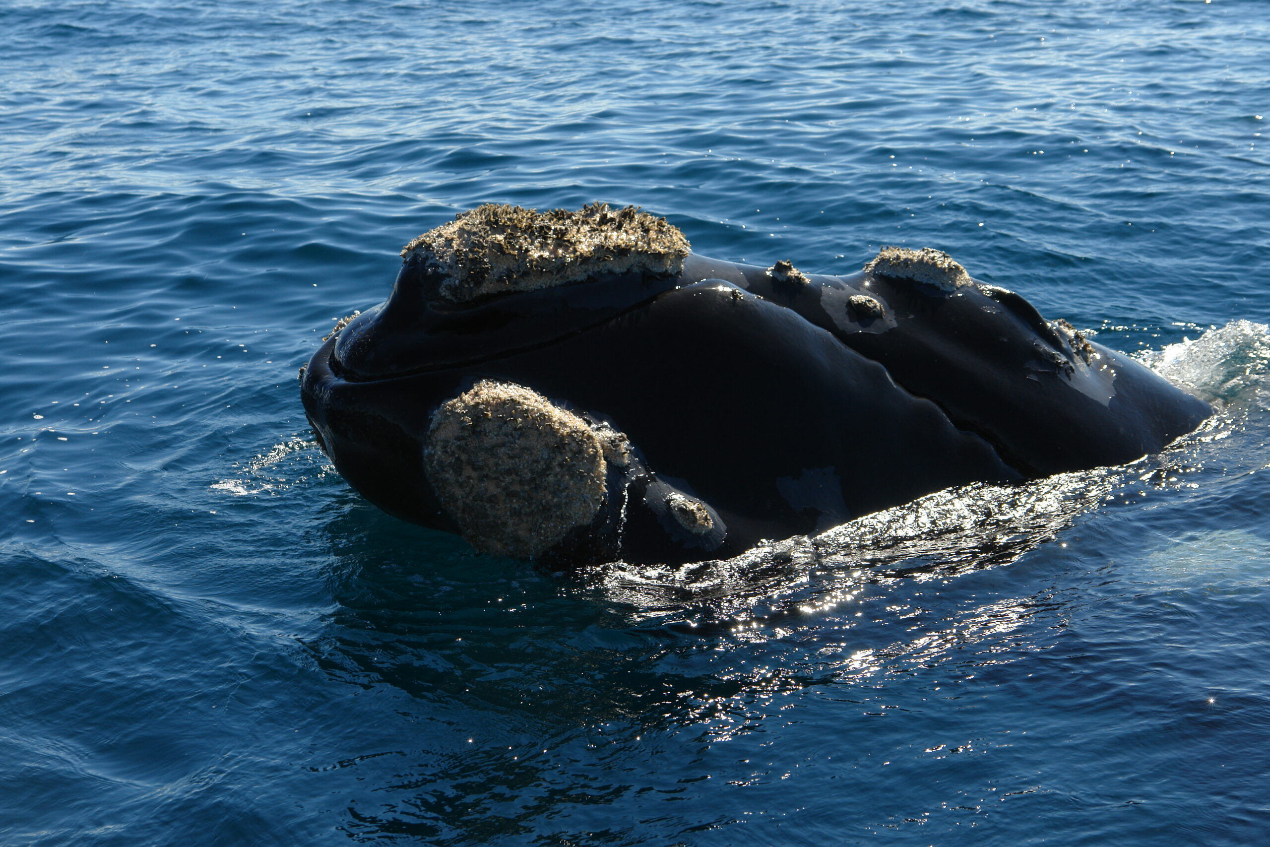 Lanzamiento de la Temporada de Ballenas 2024