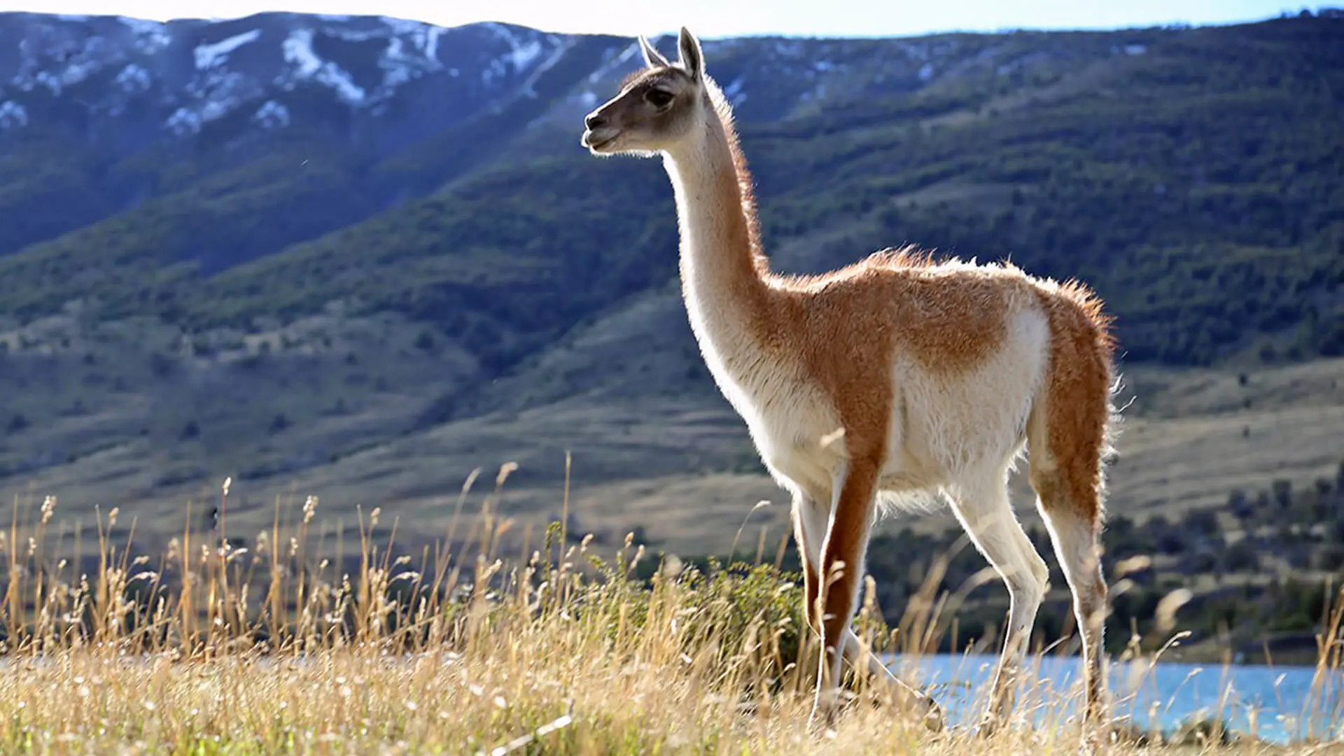 Los secretos del guanaco