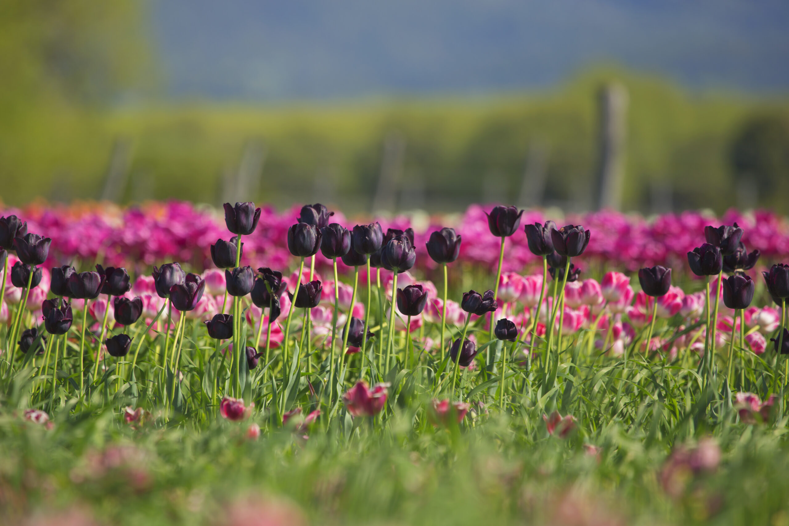 Trevelin y sus campos de flores