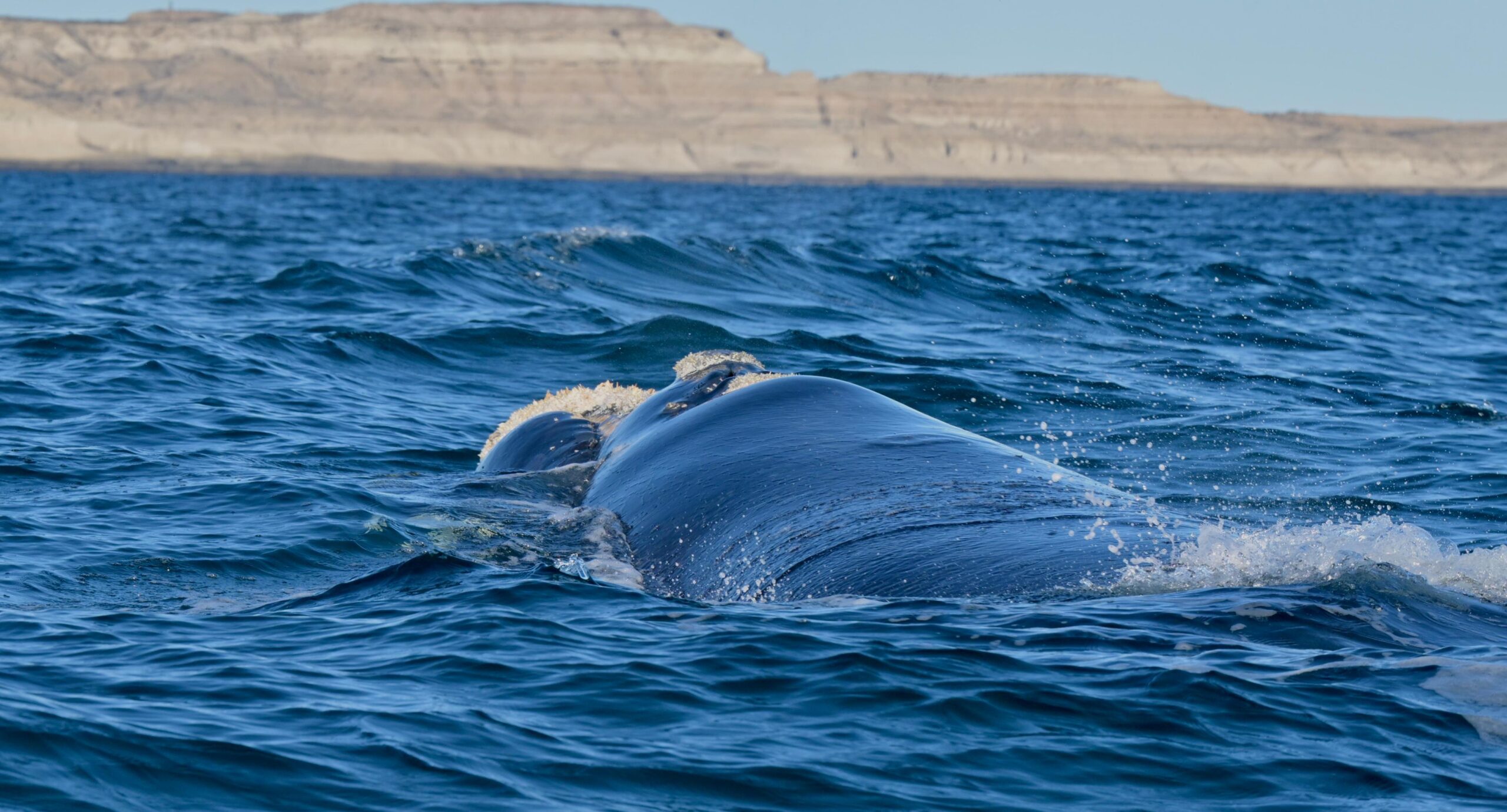 Comenzó la temporada de Ballenas en Chubut