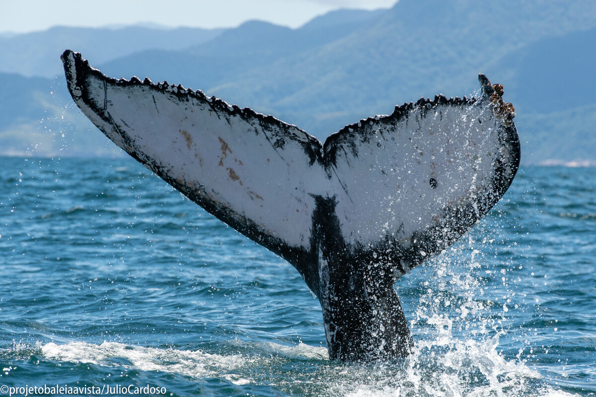 Ballena jorobada en aguas del Parque Provincial Patagonia Azul, Chubut