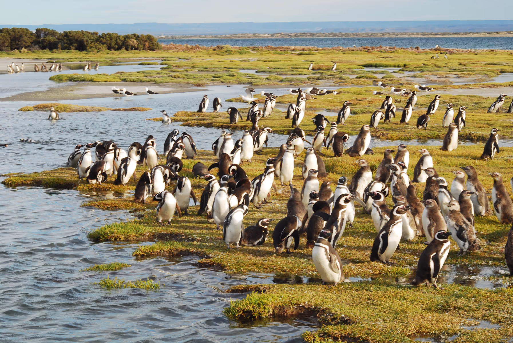 Colonia de pingüinos de Magallanes sobre la marisma verde en Bahía Bustamante, Chubut