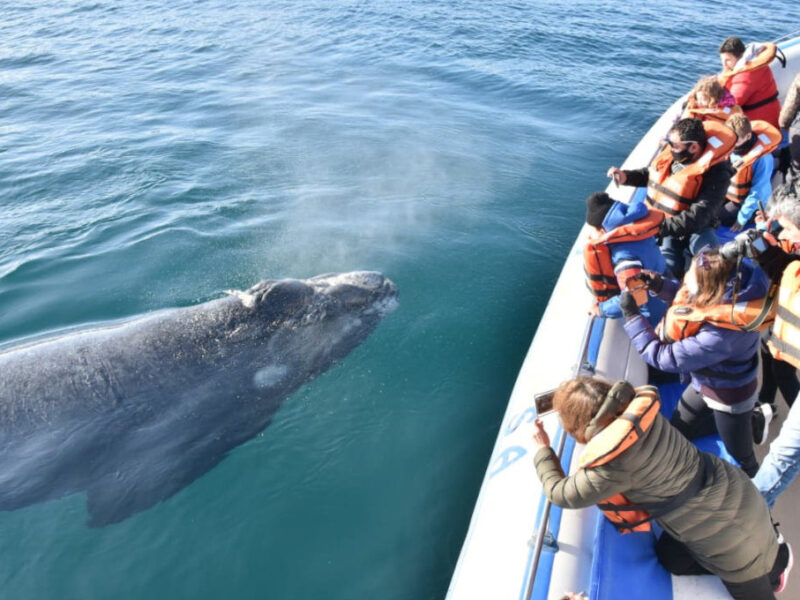 Ballena franca austral asomando junto a una embarcación de avistaje en Península Valdés
