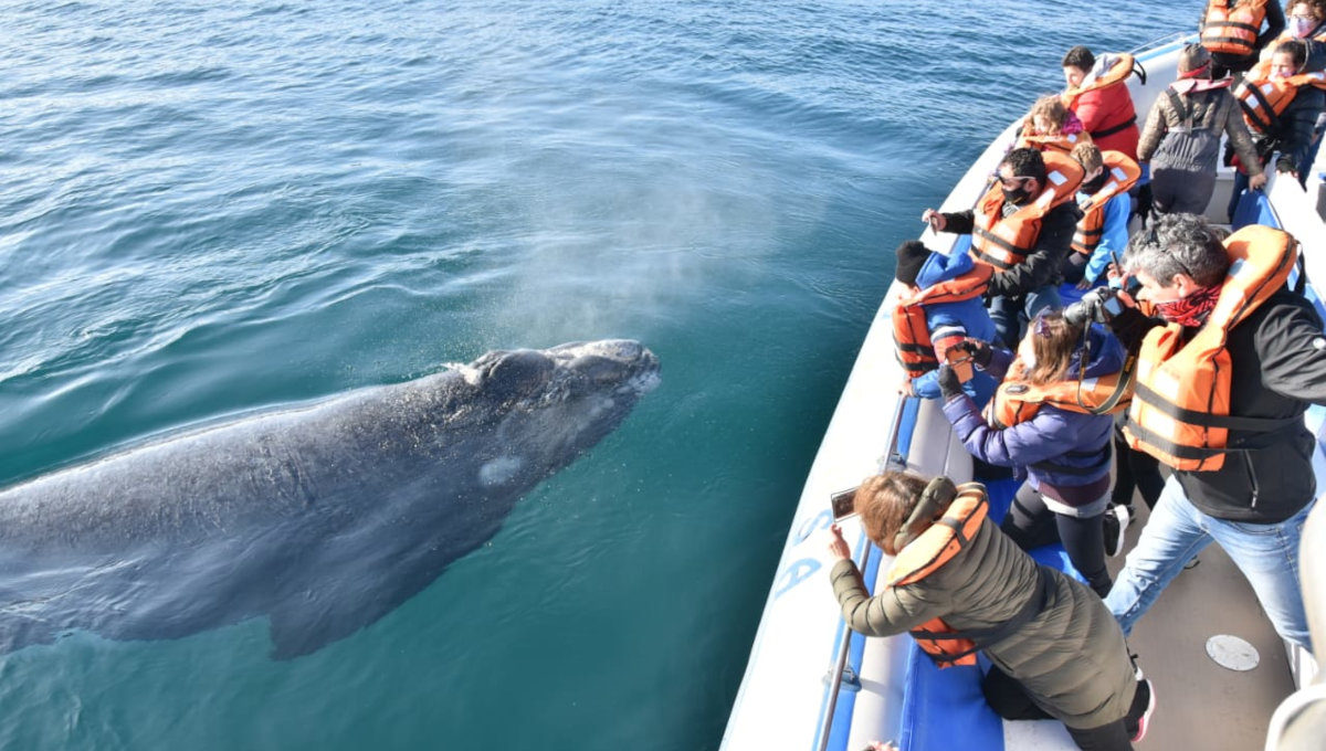 Ballena franca austral asomando junto a una embarcación de avistaje en Península Valdés