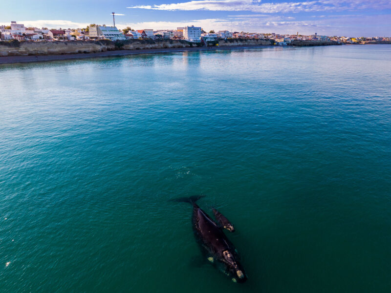 Ballena franca austral y su ballenato nadando cerca de la costa de Las Grutas, con el balneario de fondo
