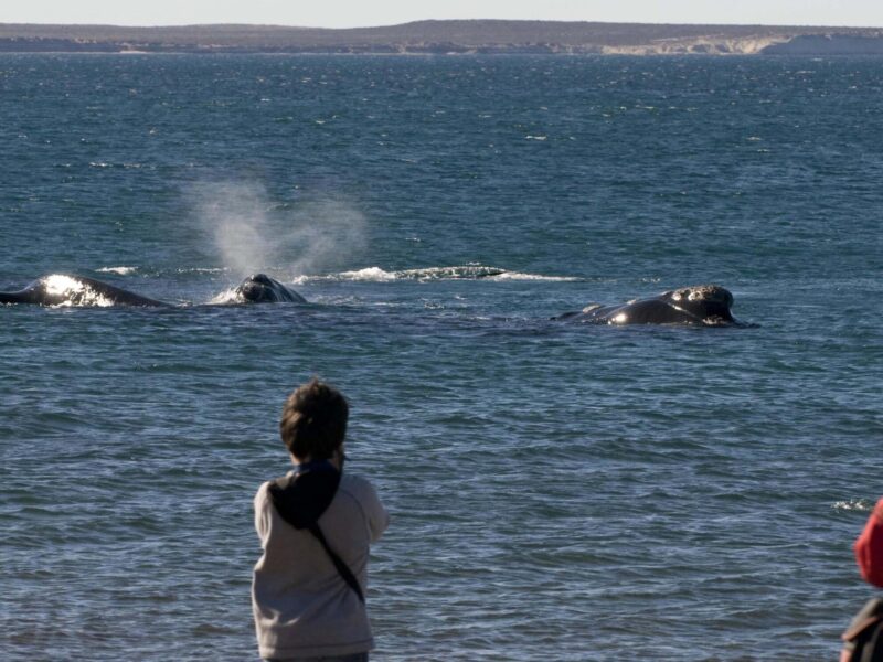 Ballena franca austral frente a la playa El Doradillo, en Puerto Madryn