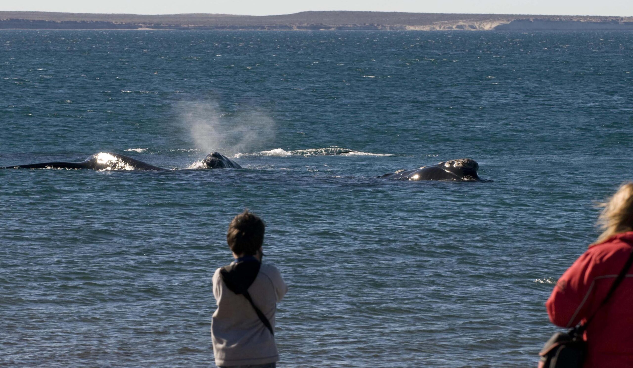 Ballena franca austral frente a la playa El Doradillo, en Puerto Madryn