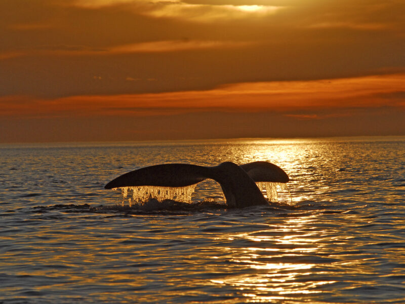 Ballena franca austral en Península Valdés, Chubut