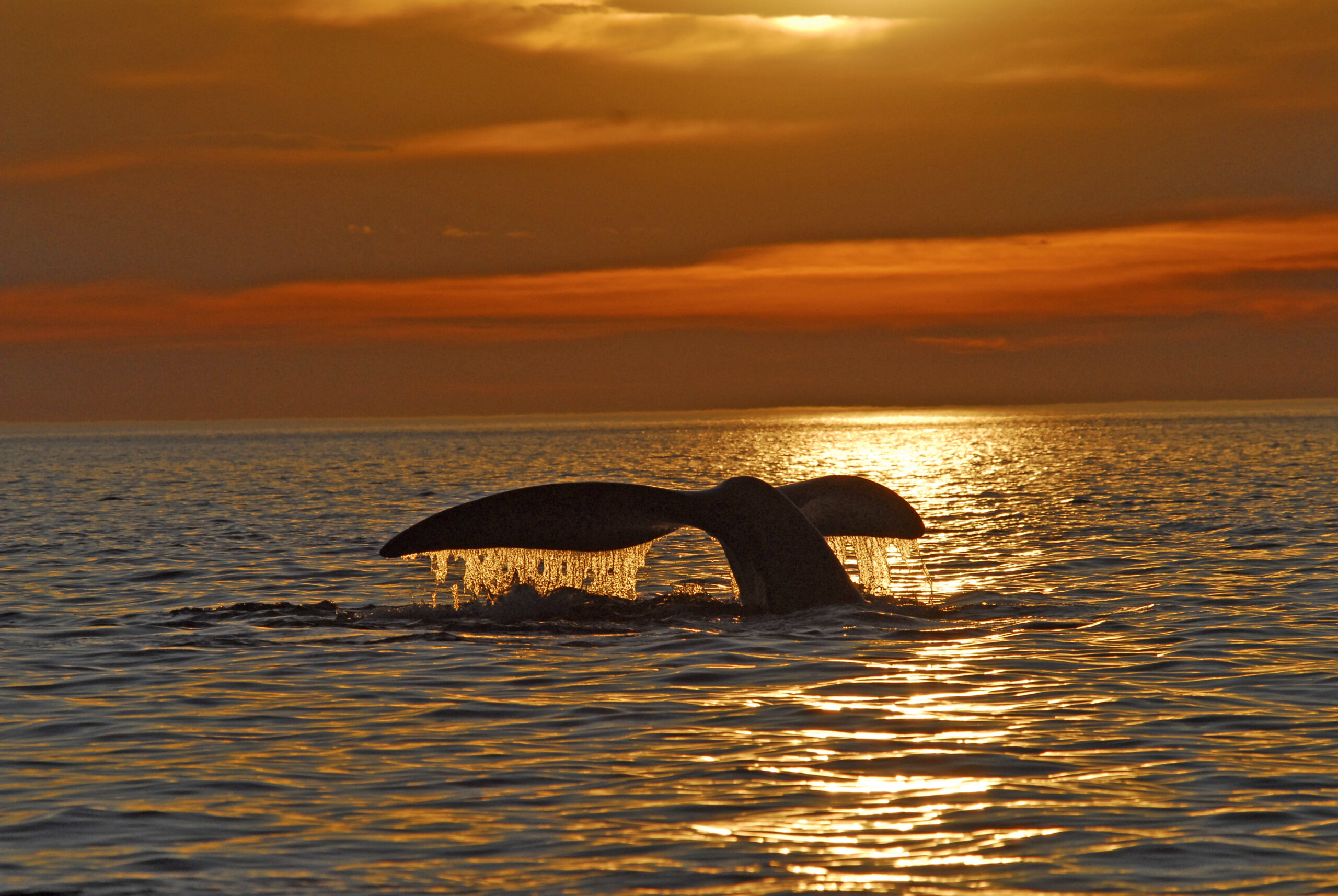 Ballena franca austral en Península Valdés, Chubut