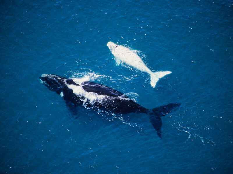 Ballena franca austral en Península Valdés, Chubut
