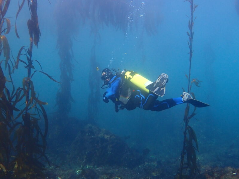 Buceo en bosque de algas en la costa de Chubut