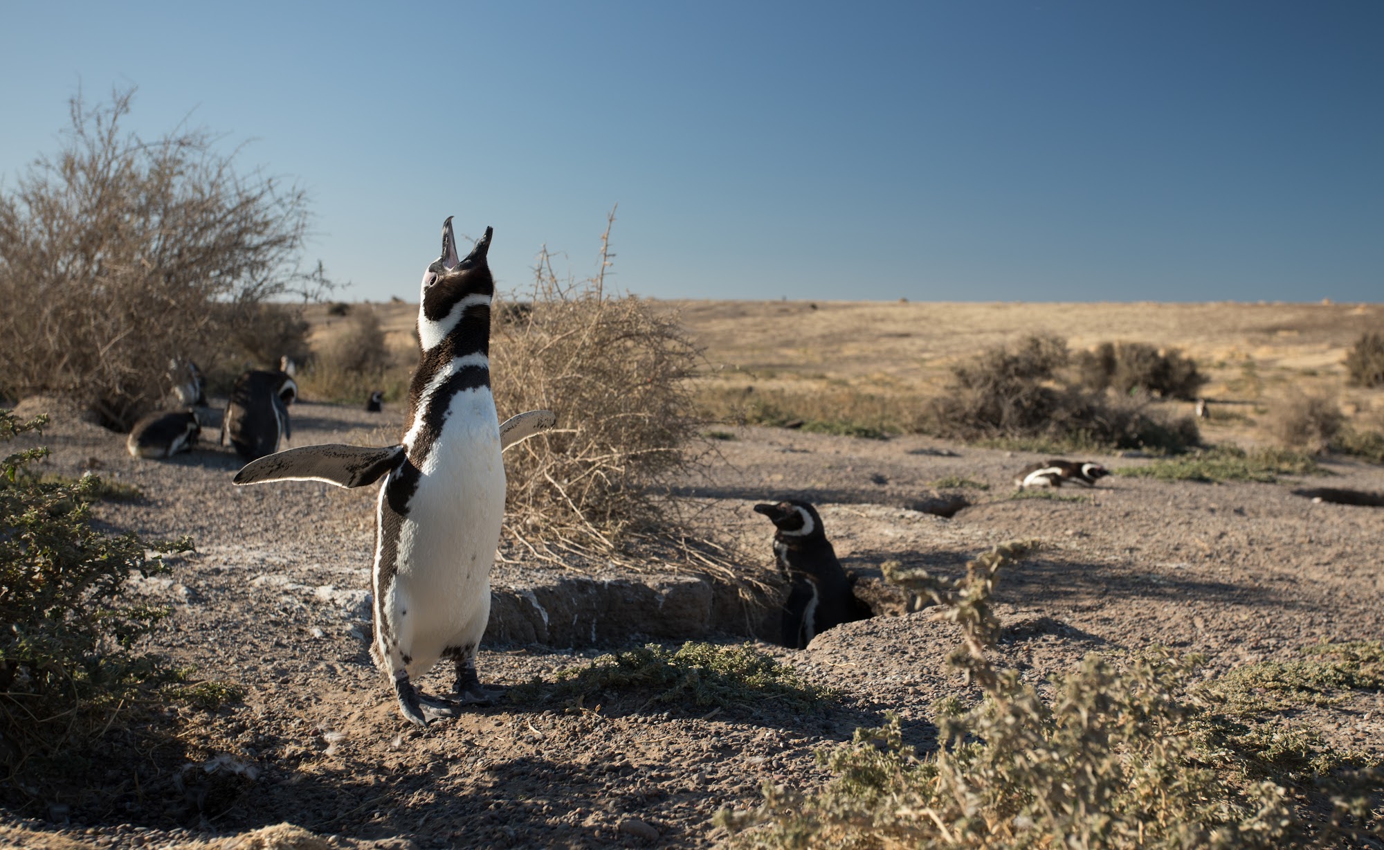 Pingüinos de Magallanes en el Área Natural Protegida Punta Tombo, Chubut