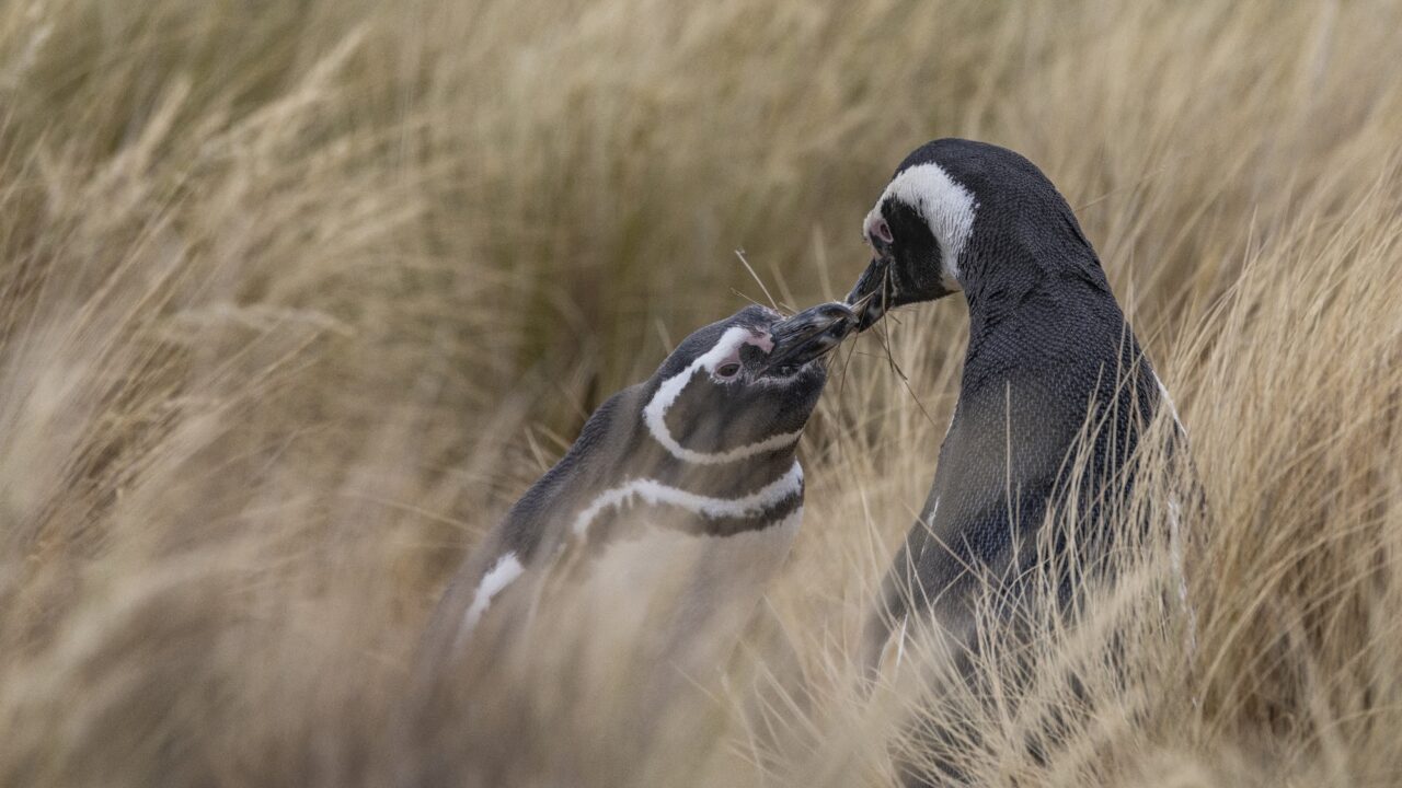Pingüinos de Magallanes en el Área Natural Protegida Punta Tombo, Chubut