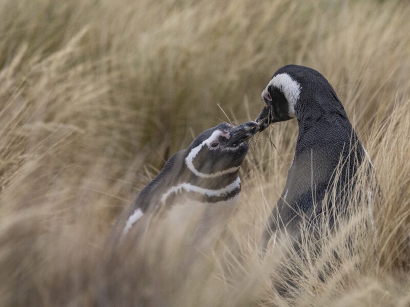 Pingüinos de Magallanes en el Área Natural Protegida Punta Tombo, Chubut
