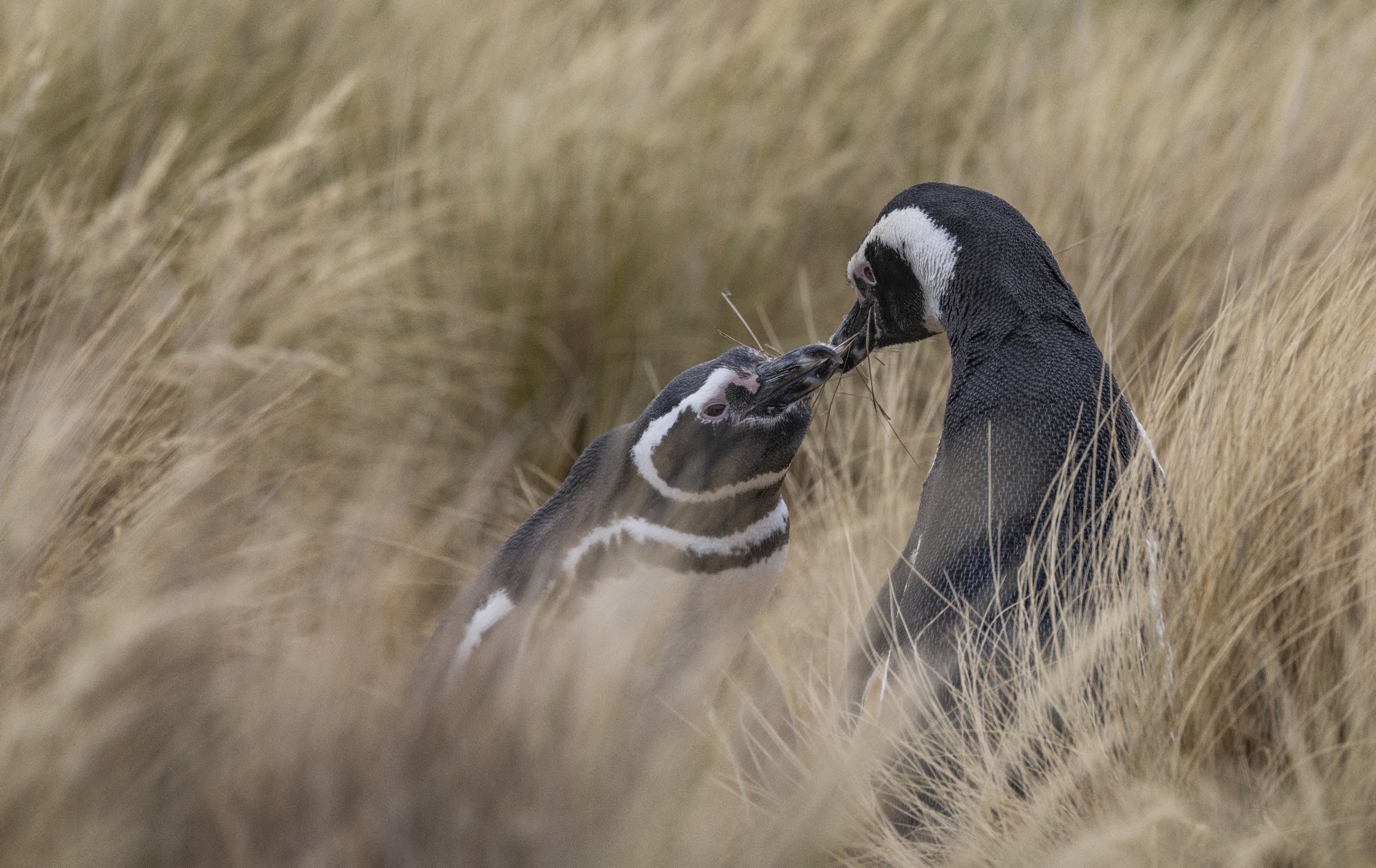 Pingüinos de Magallanes en el Área Natural Protegida Punta Tombo, Chubut