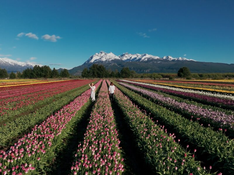 Campo de Tulipanes de Trevelin, Chubut