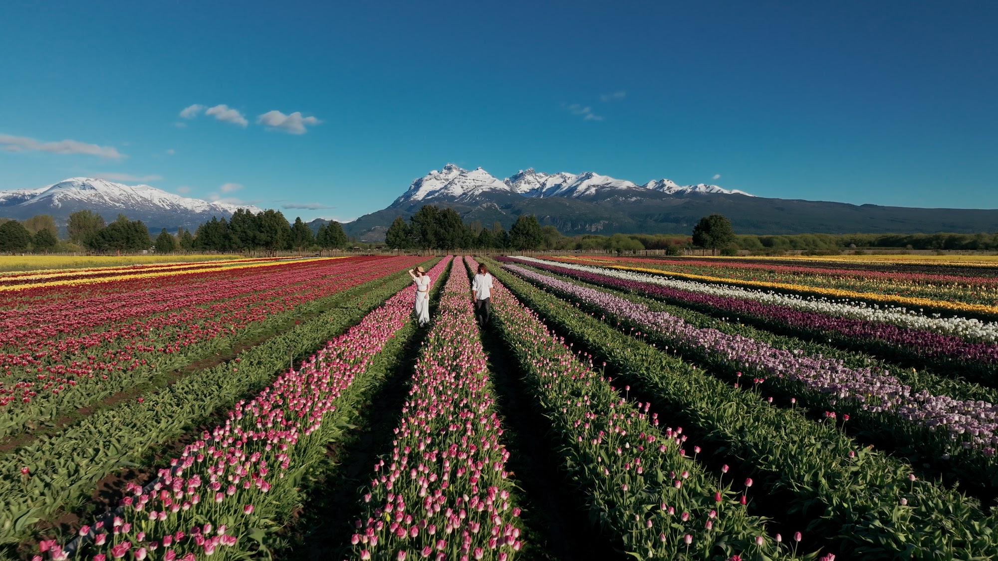 Campo de Tulipanes de Trevelin, Chubut