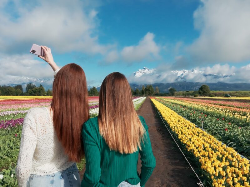 Campo de Tulipanes de Trevelin, Chubut