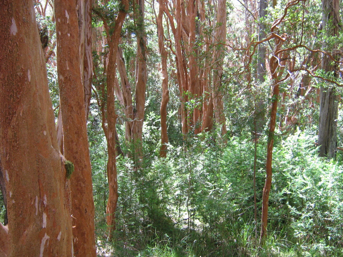 Troncos color canela del Bosque de Arrayanes en Villa La Angostura, Neuquén