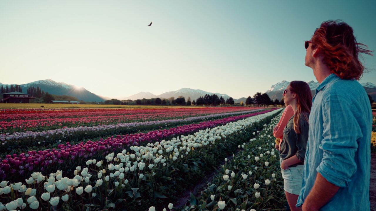Campo de tulipanes en flor en Trevelin con la cordillera de fondo