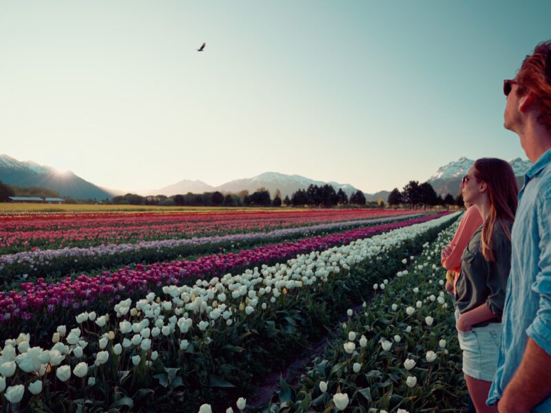 Campo de tulipanes en flor en Trevelin con la cordillera de fondo