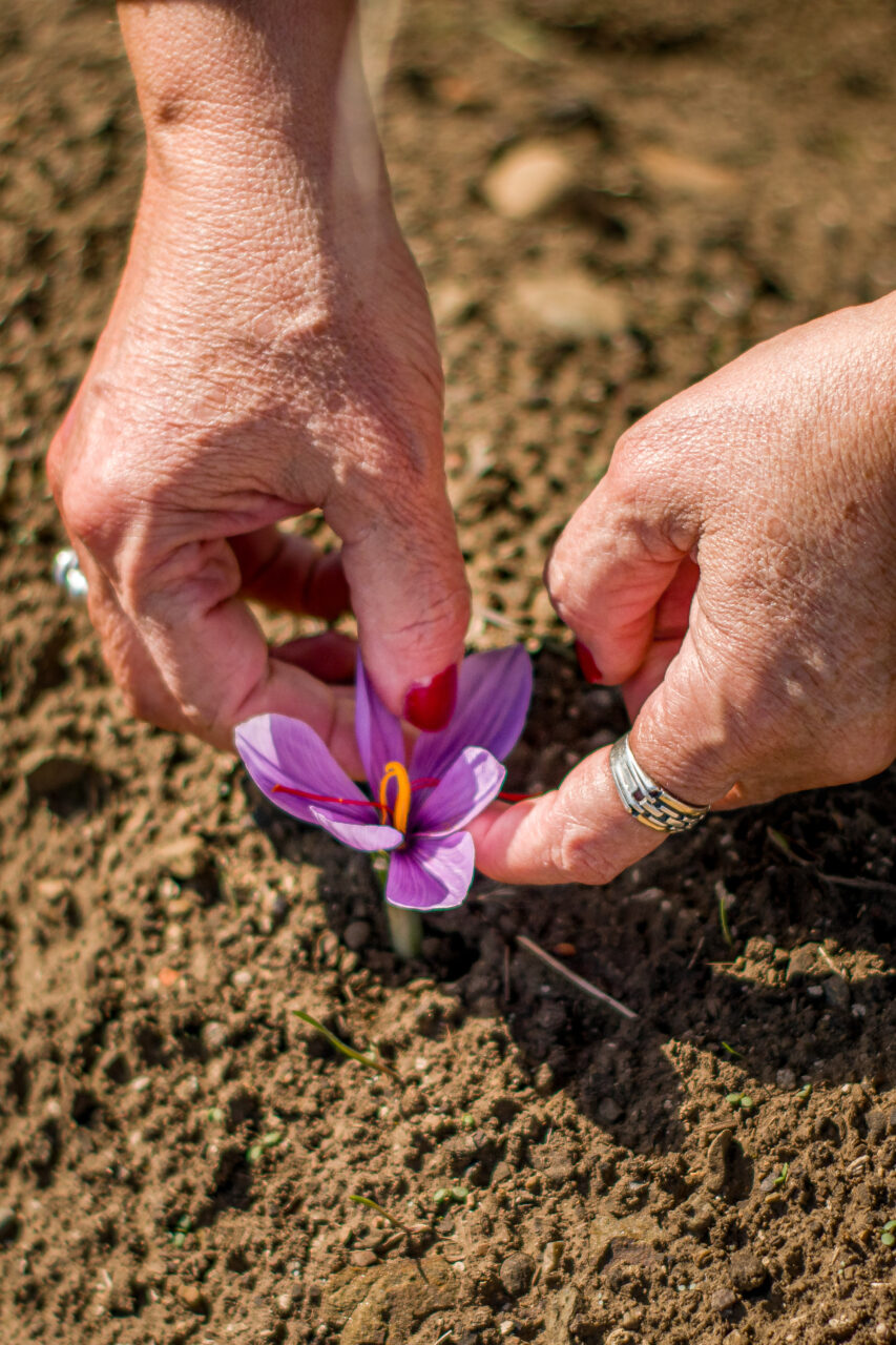 Recolección manual de flores de azafrán en Brisa del Lago, Cholila