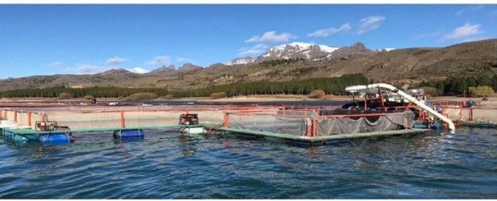 Jaulas de cultivo de trucha arco iris en el embalse Alicurá, con la cordillera nevada de fondo, Neuquén