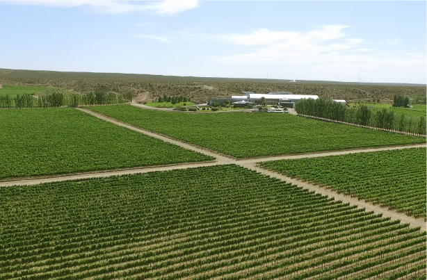 Viñedos de Familia Schroeder en San Patricio del Chañar