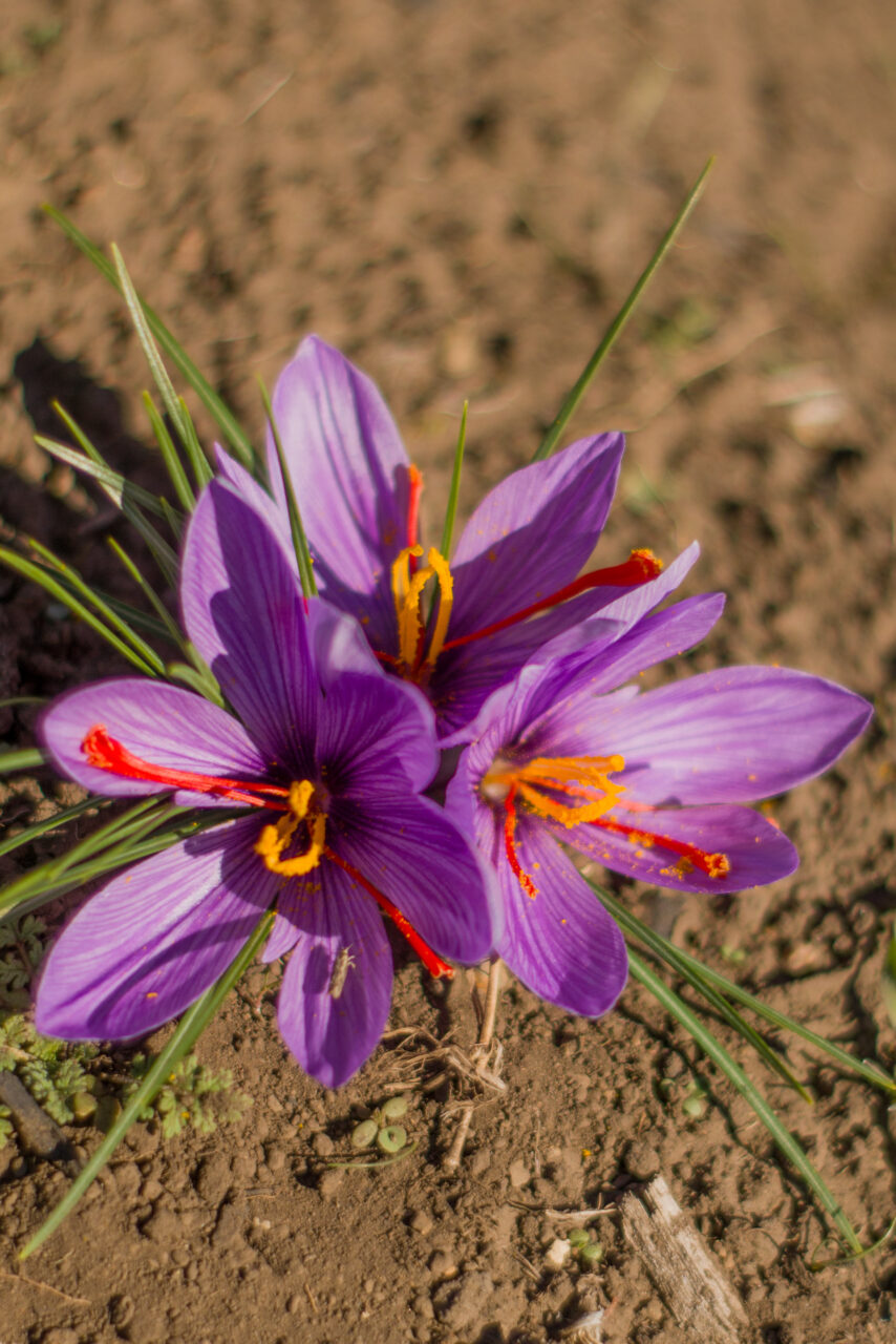 Triple floración de azafrán en la plantación de Brisa del Lago