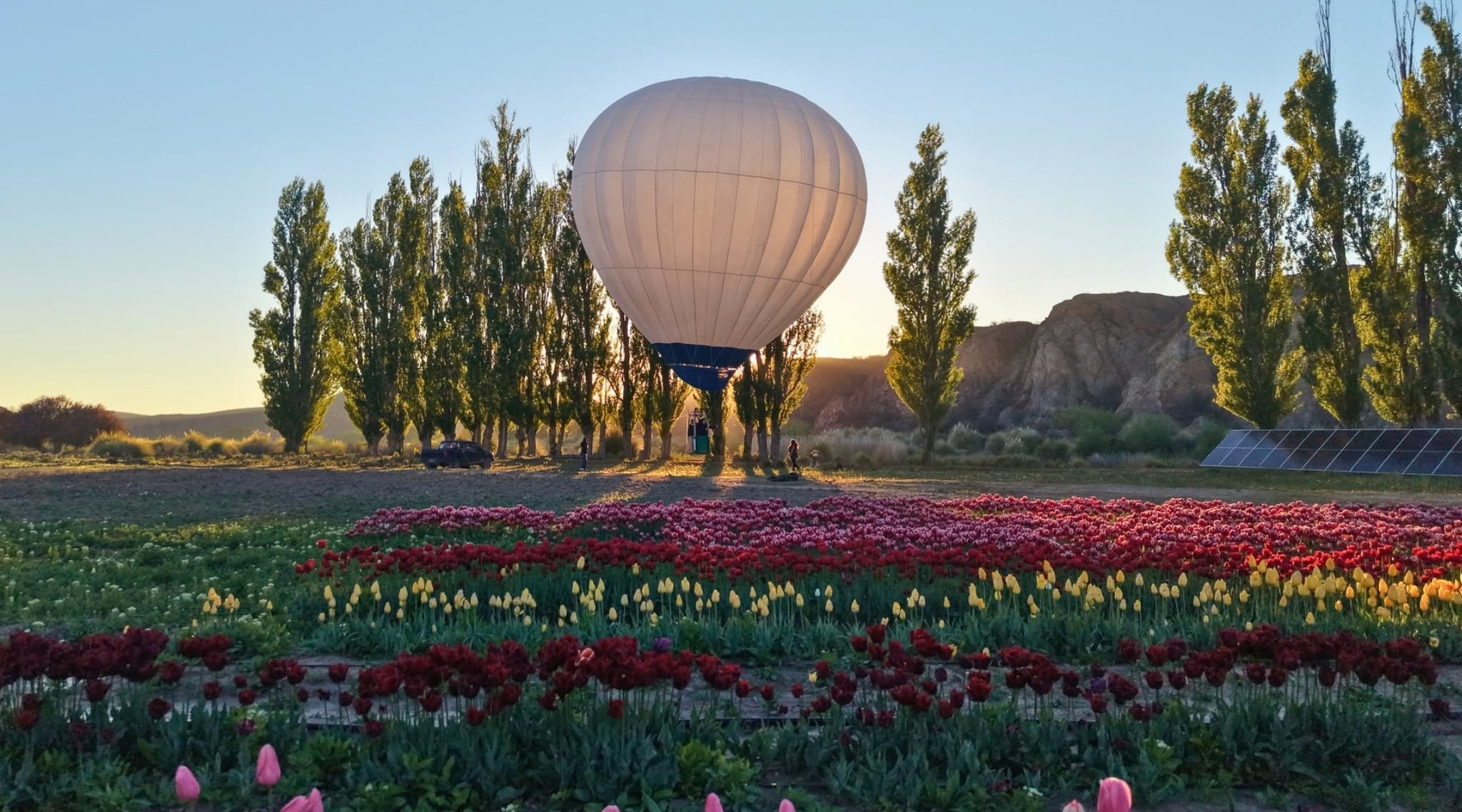 Globo aerostático sobre el campo de tulipanes Tir Halen, en 28 de Julio, Chubut