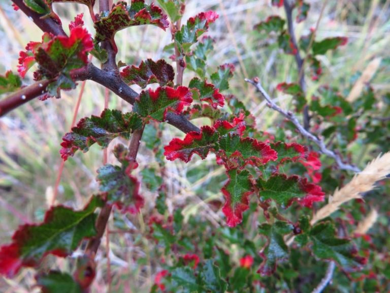Presentación de la Guía de Flora: Árboles de las Áreas Naturales Protegidas de Tierra del Fuego