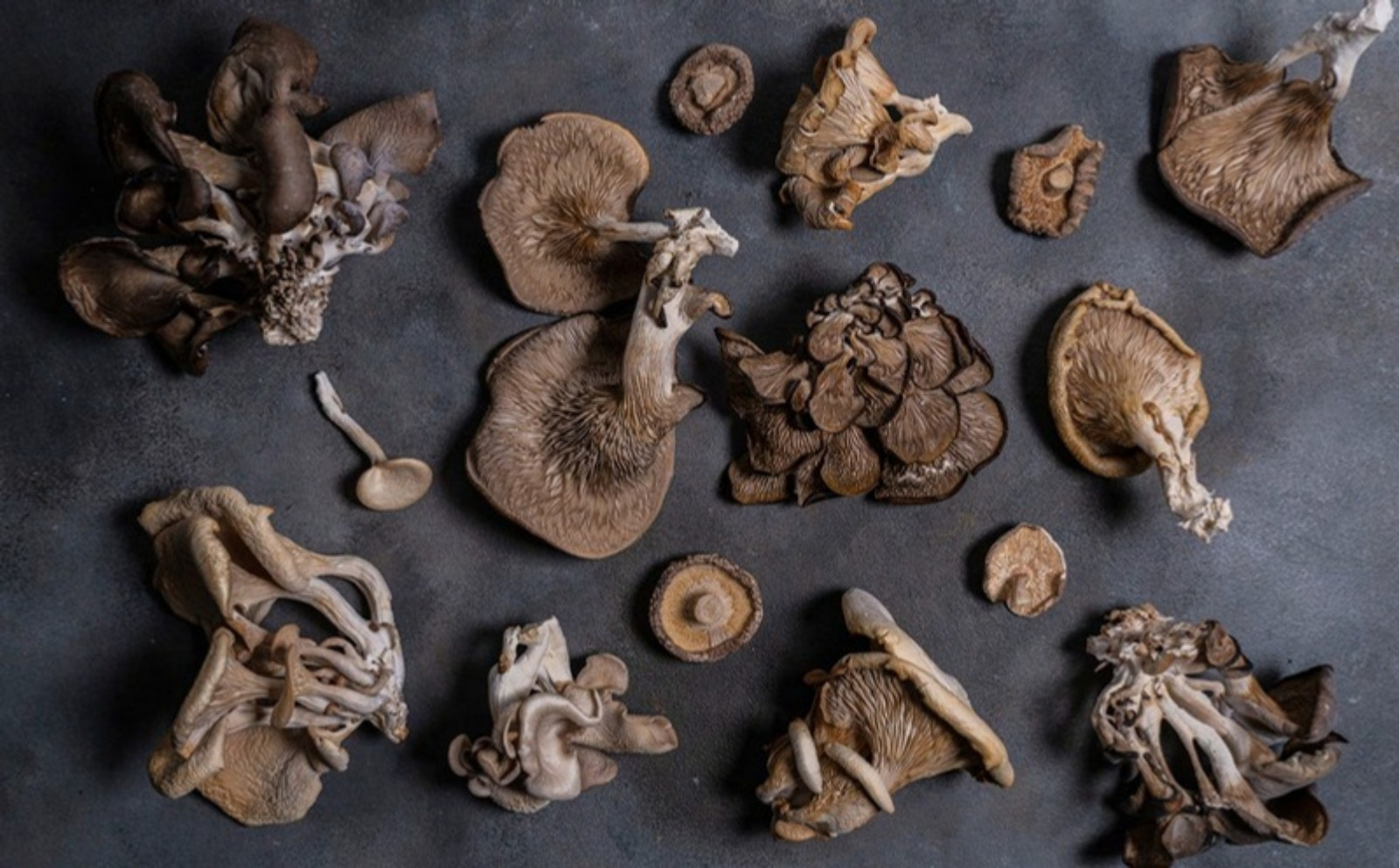 Gírgolas, shiitakes y otras variedades de hongos fueguinos sobre una superficie oscura