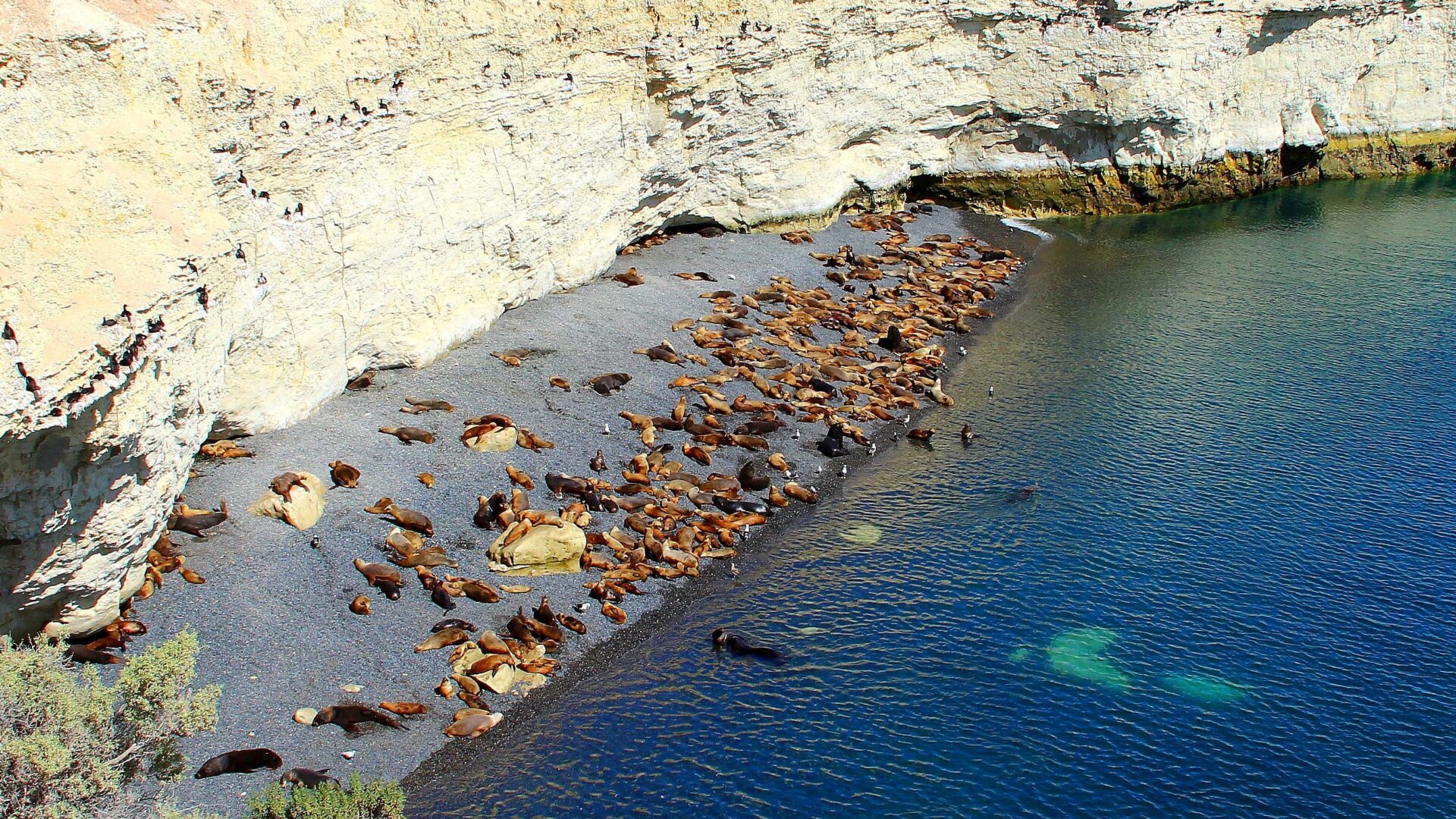 Colonia de lobos marinos de un pelo en la costa de la Reserva Natural Punta Loma, Puerto Madryn, Chubut