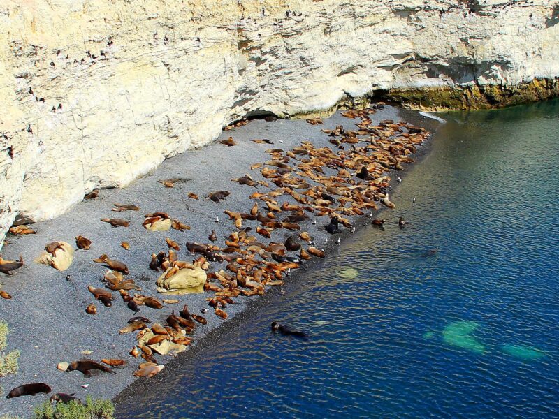 Colonia de lobos marinos de un pelo en la costa de la Reserva Natural Punta Loma, Puerto Madryn, Chubut