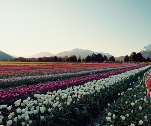 Campo de tulipanes de Trevelin