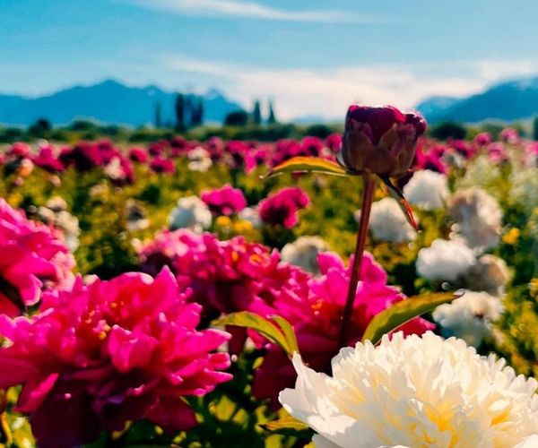 Jardín de peonías en Taiyo, Trevelin, con la cordillera de fondo