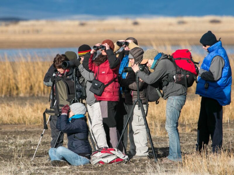 Observación de aves en el Parque Nacional Los Alerces, Chubut