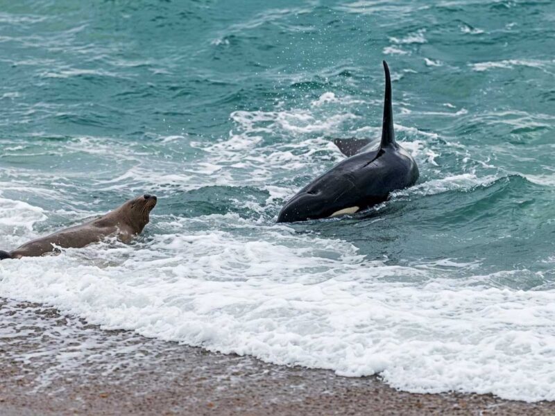 Una orca con su aleta dorsal fuera del agua se acerca a la orilla de Península Valdés, frente a un lobo marino
