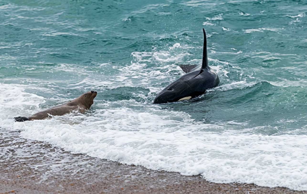 Una orca con su aleta dorsal fuera del agua se acerca a la orilla de Península Valdés, frente a un lobo marino