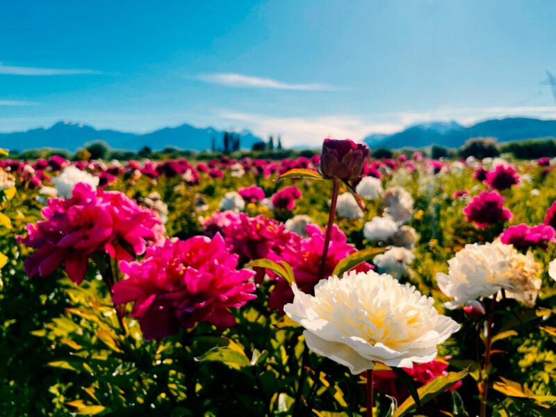 Peonías en flor en Taiyo Jardín Cordillerano, Trevelin