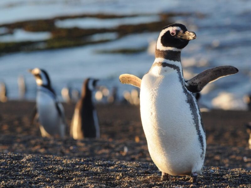 Pingüinos de Magallanes en la reserva de Punta Tombo, Chubut