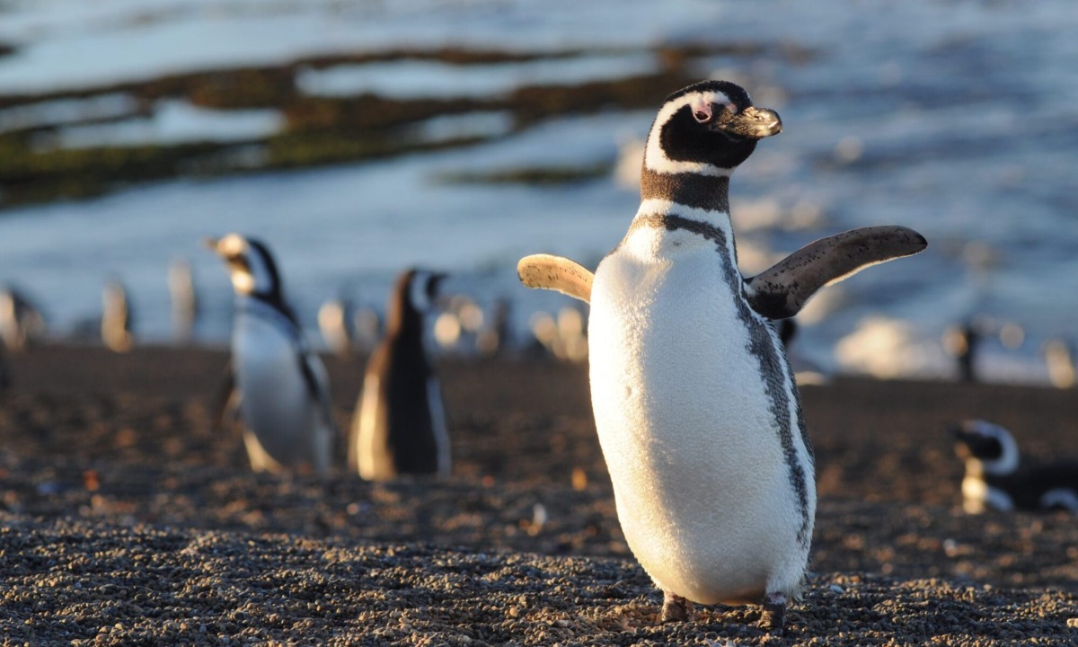 Pingüinos de Magallanes en la reserva de Punta Tombo, Chubut