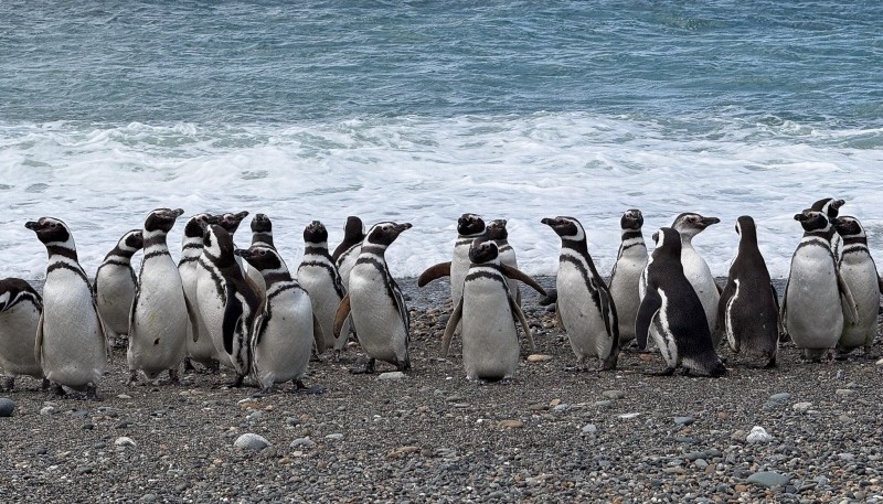 Grupo de pingüinos de Magallanes en la costa de Cabo Vírgenes, Santa Cruz