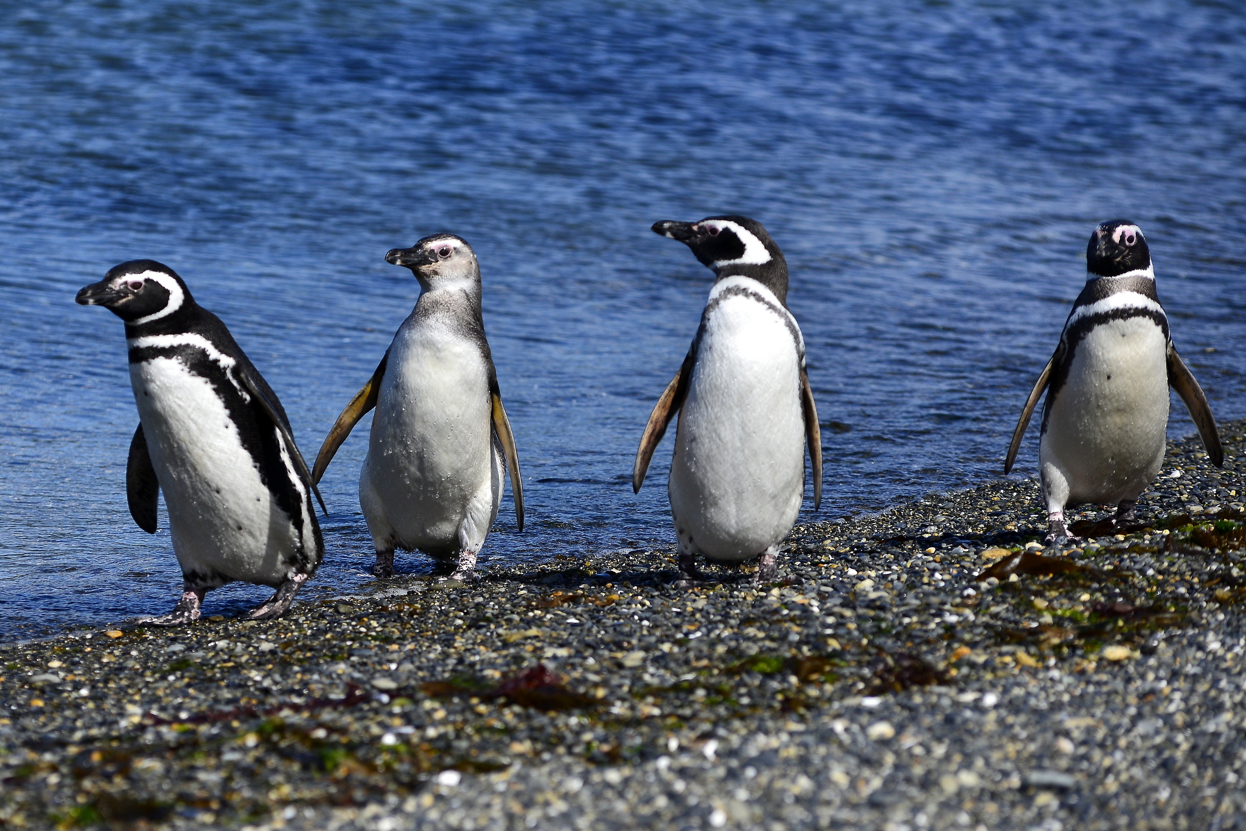 Cuatro pingüinos de Magallanes caminan por la costa de piedras de Isla Martillo, en el Canal Beagle