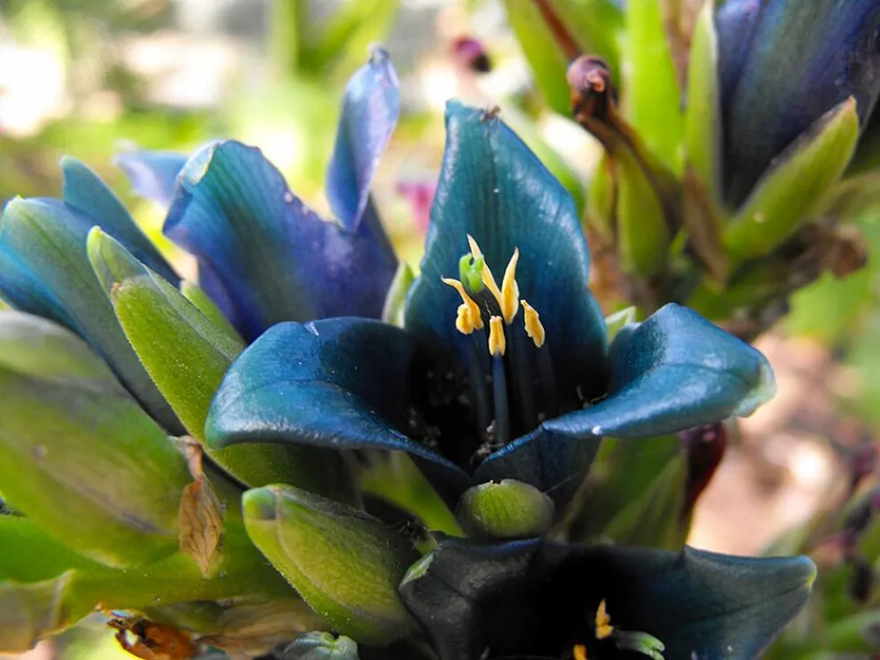 Flor azul eléctrico de la puya en las laderas rocosas del norte neuquino