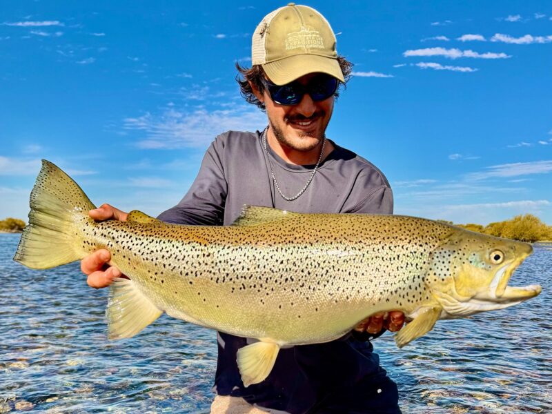 Pescador con una gran trucha marrón migratoria capturada y devuelta en el río Limay Medio
