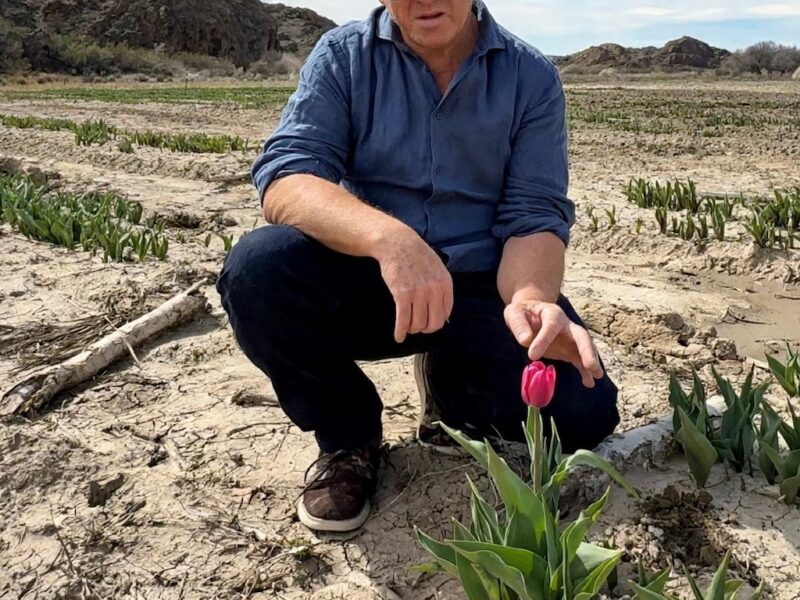 Tulipanes rosados en flor en el parque Tir Halen de 28 de Julio, Chubut